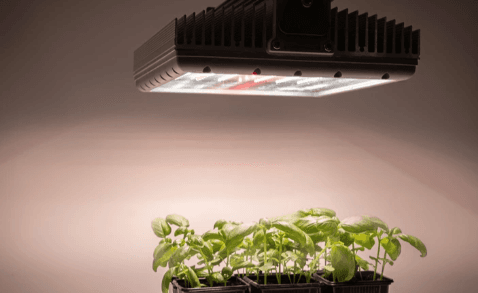 MIPLANTS MINI