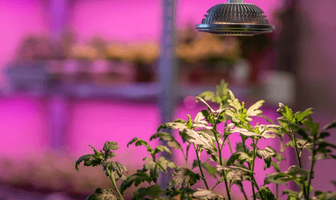 MIPLANTS MIDI 